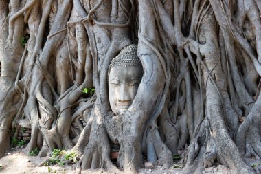 Head Of Buda görüntü Wat Mahathat Ayutthaya Tayland ve bu ağaç köklerinin olduğu yerler Ayutthaya Seyahat Tayland. 