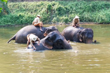 Lampang Tayland 13 Nisan 2017: Tayland fil koruma merkezi - etkinlikler fil banyo fil banyo doğal olarak, soğutma için bir fil banyo gibi  