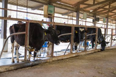 İnekler bir çiftlik ve saman cowshed süt çiftlikte yiyerek inek sürüsü