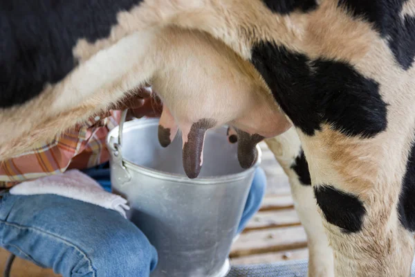 man hand milking a cow by hand, cow standing in the corral