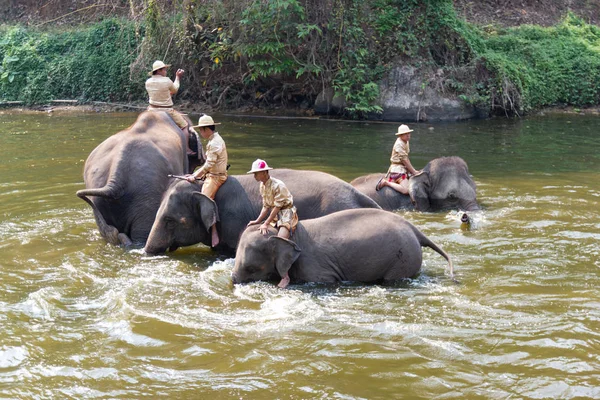 Лампанг Таиланд Апрель 2018 Thailand Elephant Conservation Centre Деятельность Elephant — стоковое фото