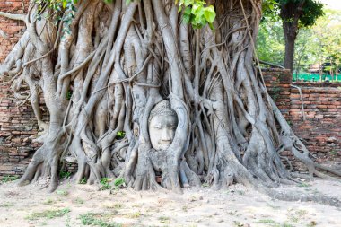 Kumtaşı Buda görüntü ağacında başkanı Wat Mahathat kökleri, Ayutthaya, Tayland turist buraya çok - filtre renk efekti koyu tonu - seçici odak Buda baş resim gel 