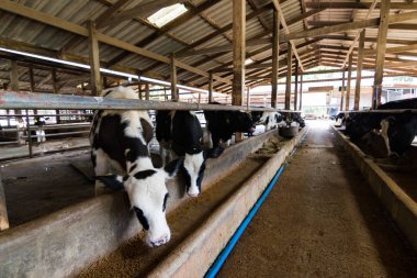 İnekler bir çiftlik ve saman cowshed süt çiftlikte yiyerek inek sürüsü