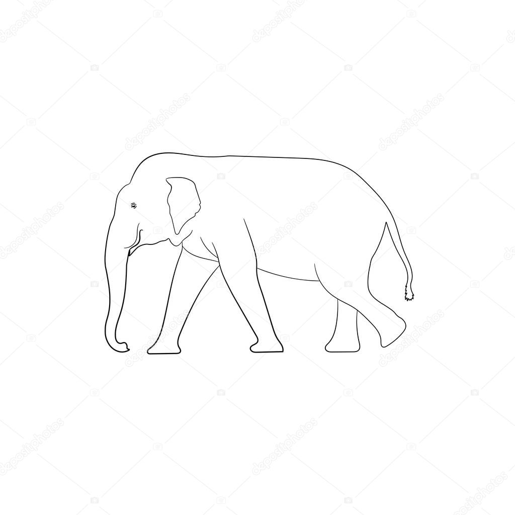 white image outline elephant Asia walking, graphics design vector Illustration isolated on white background