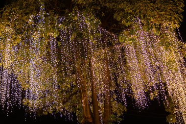 Bahçedeki ağaçta asılı duran dekoratif ip lambaları.  
