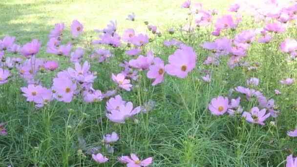 Όμορφο Λουλούδι Cosmos Bipinnatus Λουλούδι Στον Κήπο Φόντο Τον Ουρανό — Αρχείο Βίντεο