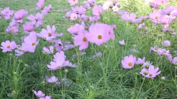 Schöne Blume Kosmos Bipinnatus Blume Garten Mit Himmel Hintergrund — Stockvideo