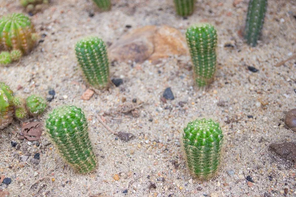 Grupa małych gatunków kaktusów zwana Echinopsis Calochlora — Zdjęcie stockowe