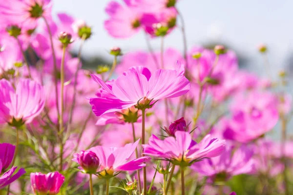 Fermer Belle fleur Cosmos Bipinnatus fleur dans le jardin — Photo