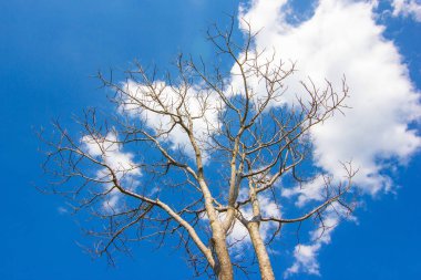 Yaprakları Olmayan Ağaç Dalları Mavi Gökyüzü Arkaplanı  