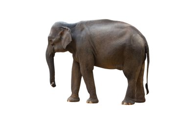 Yerdeki Asya fili Stan 'in izole bir geçmişi var.