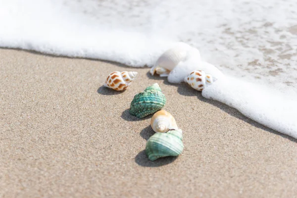 Schelpen op het strand aan zee concept zomer voor reizen — Stockfoto