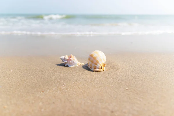 Schelpen op het strand aan zee concept zomer — Stockfoto