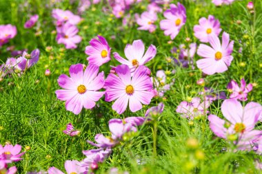 Kapatın güzel çiçekleri Kozmos Bipinnatus çiçekleri bahçede