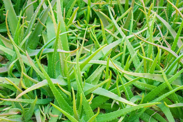 Hoja fresca de Aloe Vera en jardín fondo natural — Foto de Stock