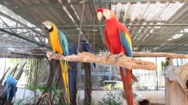 Dalların üzerinde duran Mavi ve Sarı Papağan.  