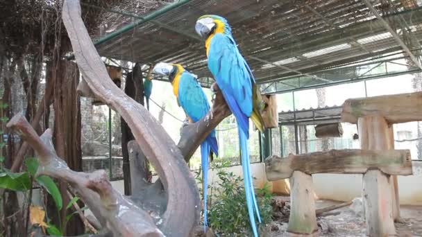 Pájaro Guacamayo Azul Amarillo Pie Sobre Ramas — Vídeos de Stock