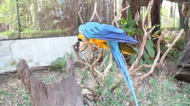 Dalların üzerinde duran Mavi ve Sarı Papağan.  