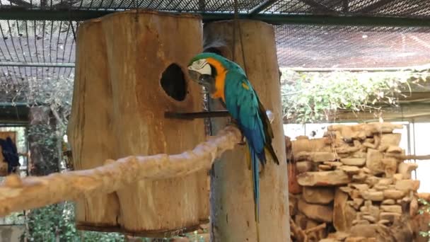 Bird Blue Yellow Macaw Standing Branches — Stock Video