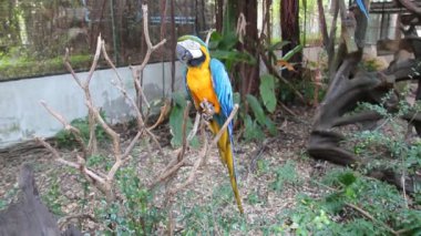 Dalların üzerinde duran Mavi ve Sarı Papağan.  