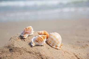 Deniz kabukları deniz konseptinde yaz mevsiminde  