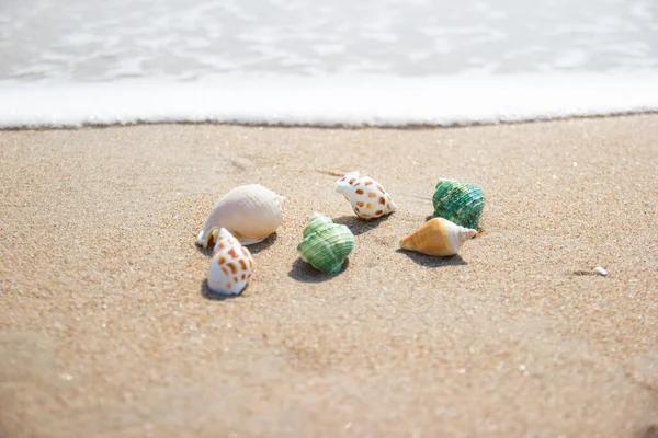 Skal på stranden vid havet koncept sommar — Stockfoto