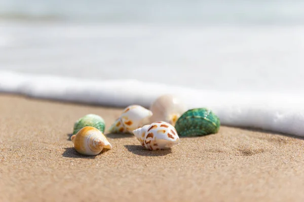 Schelpen op het strand aan zee concept zomer — Stockfoto
