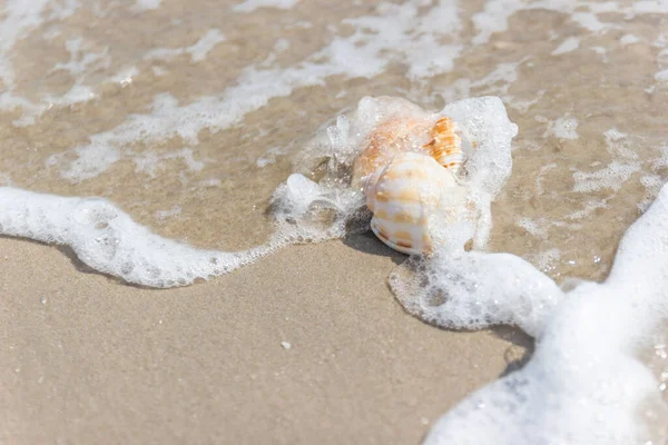 Schelpen op het strand aan zee concept zomer — Stockfoto