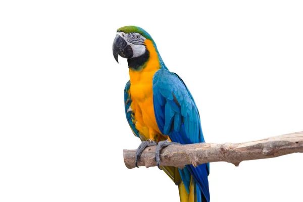 Pájaro loro guacamayo azul con fondo blanco aislado —  Fotos de Stock