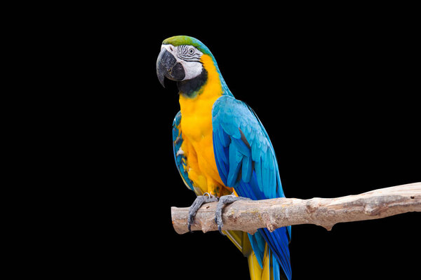 Bird Blue macaw parrot with isolated black background