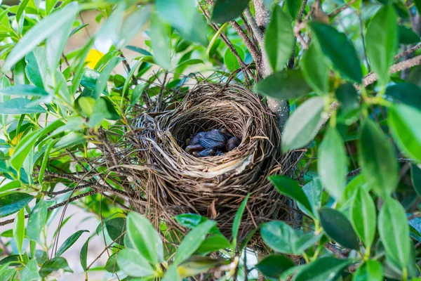 Ağaçtaki yuvadaki yavru kuşlar.