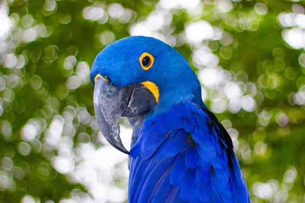 Close Bird Niebieska Papuga Gradientowym Kolorze Zielonym Żółtym Tle — Zdjęcie stockowe