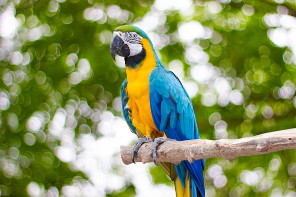 鸟蓝色和黄色金刚鹦鹉站立在分支以三个背景的模糊的 Bokeh — 图库照片