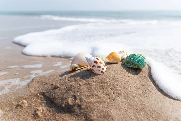 Schelpen Het Strand Aan Zee Concept Zomer Voor Reizen Vakantie — Stockfoto