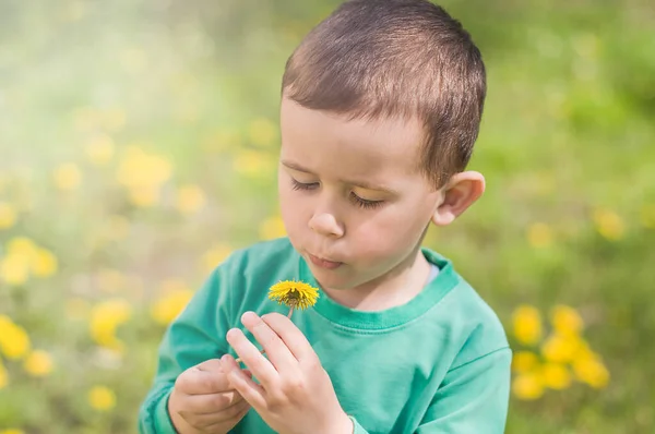 Little Boy Dressed Green Clothes Holding Yellow Dandelion Sunny Day Royalty Free Stock Images