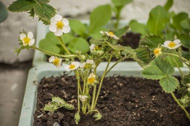 Bir apartmanın balkonuna yerleştirilmiş çiçek açan çileklerden ev yapımı bahçe yatakları..