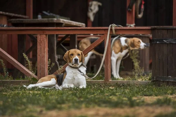 Tyska hund hundar. — Stockfoto