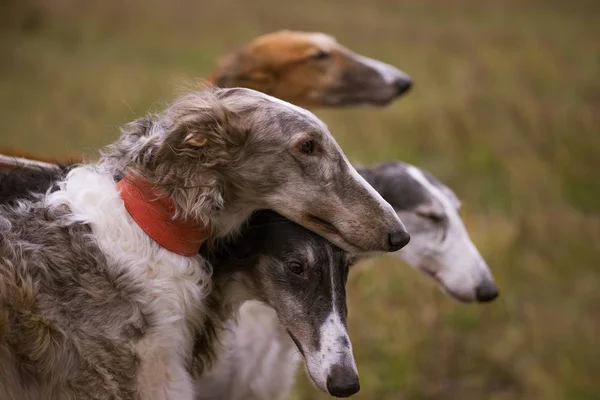 Porträtt av Greyhound hundar — Stockfoto