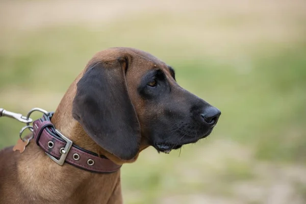 Portrait of a beautiful big dog in autumn. — Stock Photo, Image