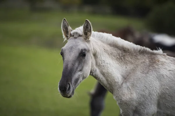 Portret van een grijze paard — Stockfoto