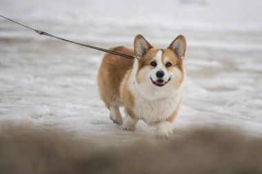 Corgi kar üzerinden yürüyor.