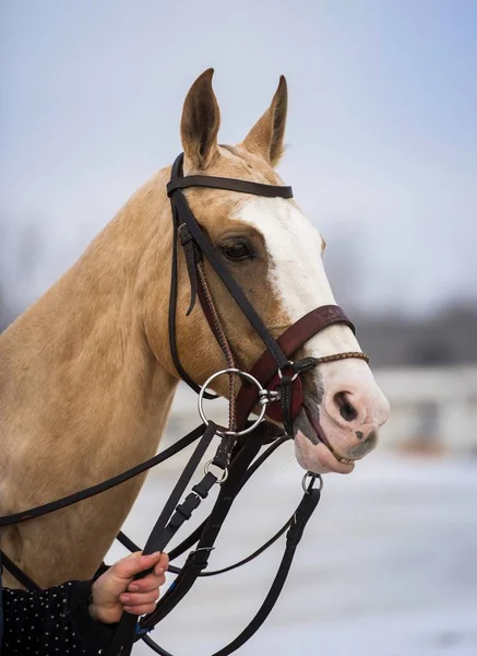 Portret van een prachtig paard. — Stockfoto