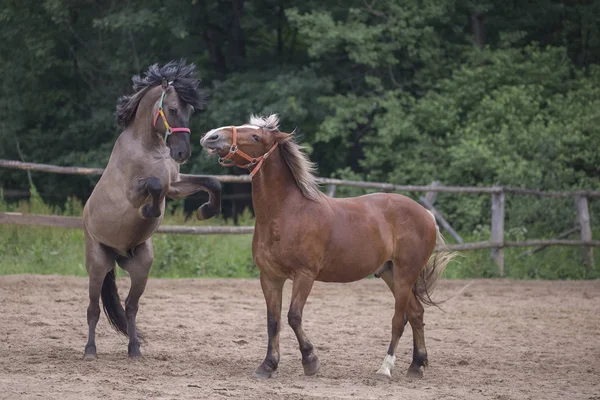 Twee bruin paarden. — Stockfoto