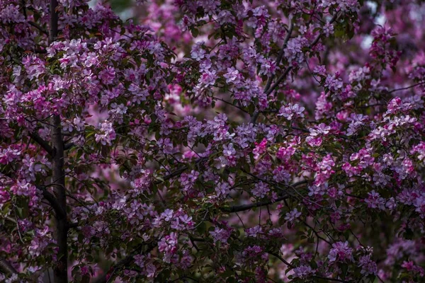Blühender Obstbaum. — Stockfoto