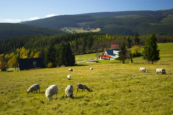 Koyunlar dağlarda otlar.