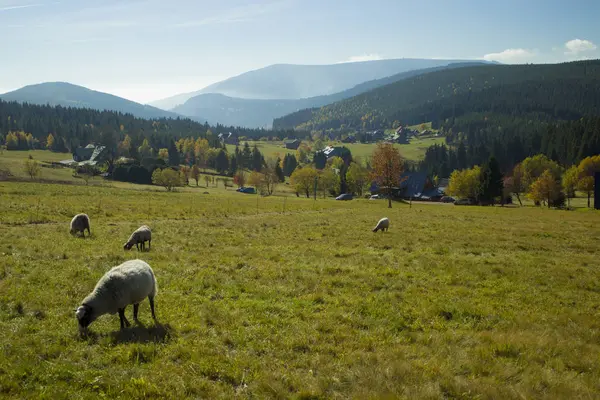 Koyun sürüsü otluyor..
