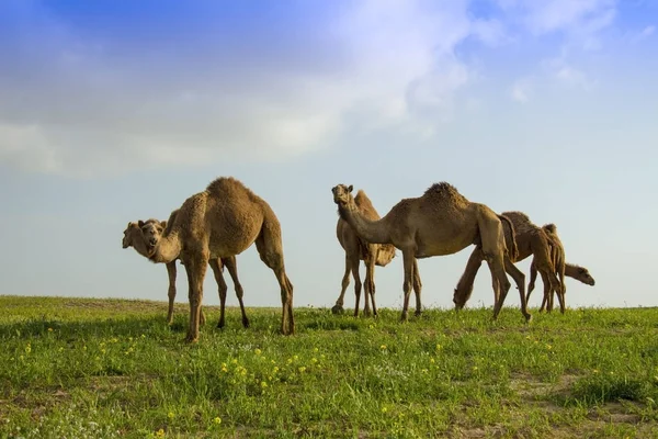 Camelos com campo verde — Fotografia de Stock