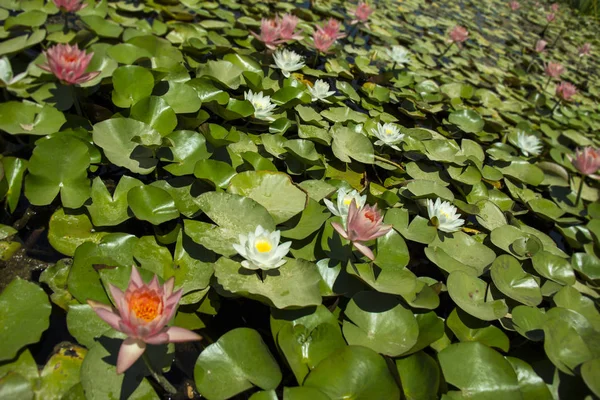 Lírios de água na lagoa — Fotografia de Stock