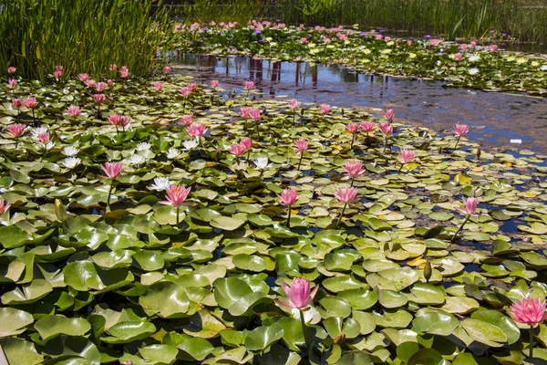 Водні лілії на ставку — стокове фото