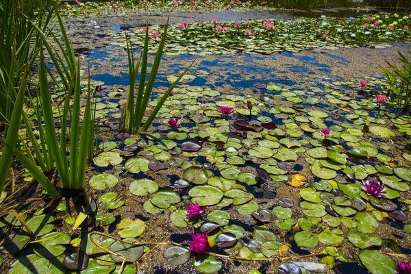 Water lilies on pond — Stock Photo, Image